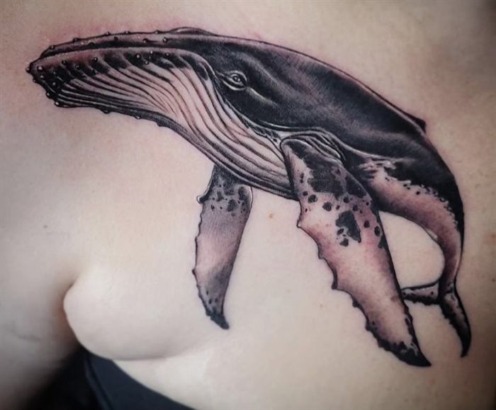 Humpback whale in soft black and grey